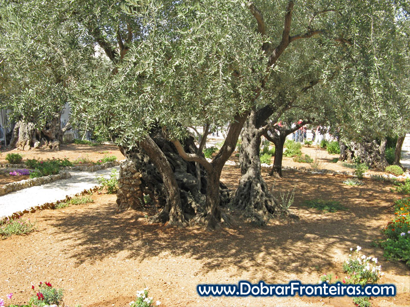 Oliveira milenar no jardim das oliveiras