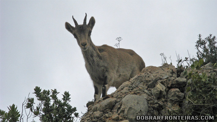 Uma cabra, bem mais preparada para estas andanças em Montserrat