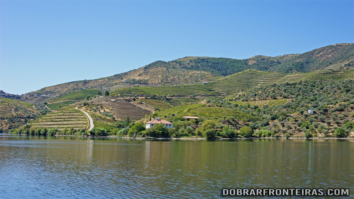 Vinhas do alto Douro