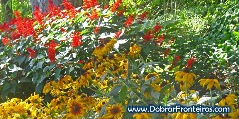 Flores no Jardim Botânico