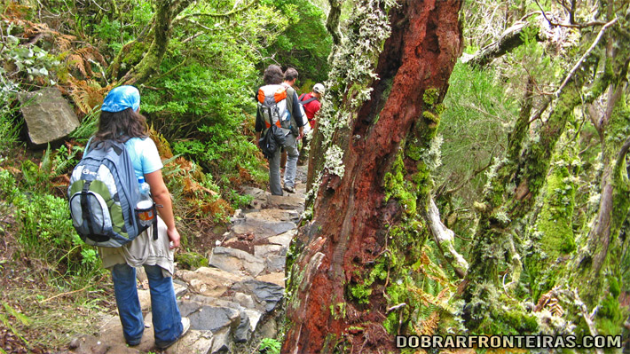 Caminhada na floresta laurissilva da Madeira