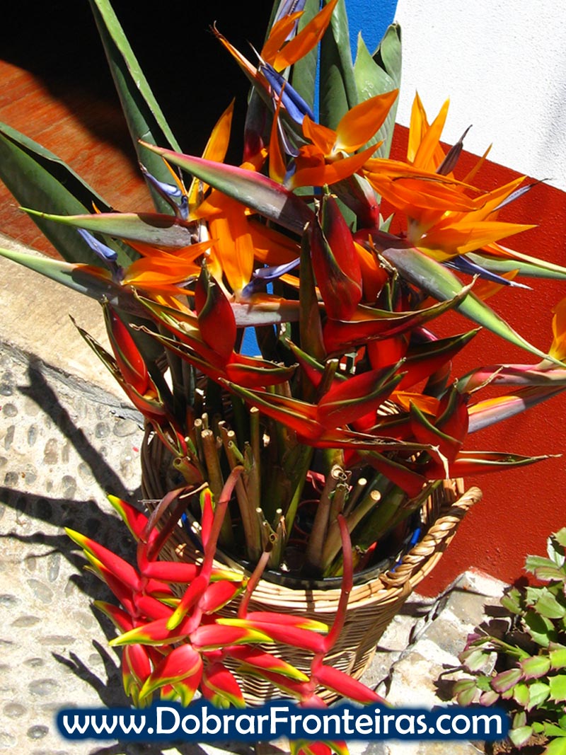 Bonito ramo de estrelícias junto às casas típicas de Santana