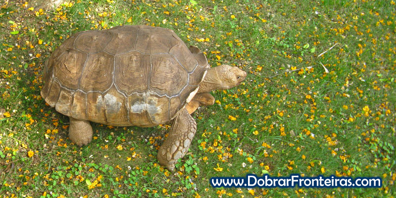 Tartaruga passeia-se lentamente no jardim botânico do Funchal