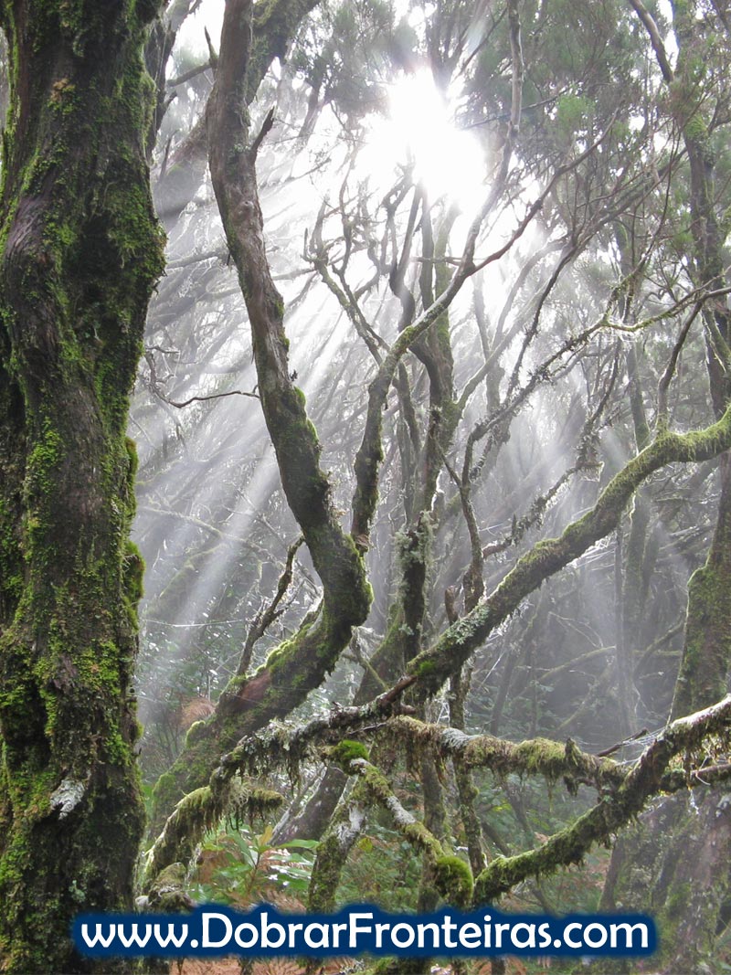 A magia da floresta Laurissilva na ilha da Madeira