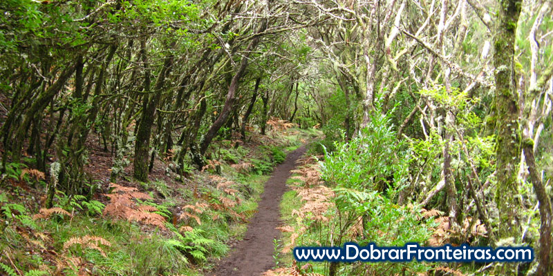 Trilho da vereda da Encomeada, envolto em floresta