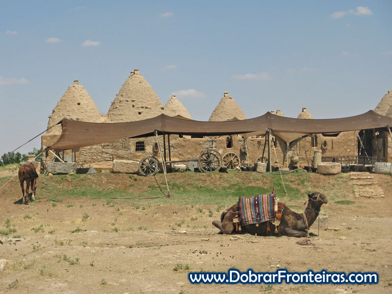 Camelo junto às casas colmeia