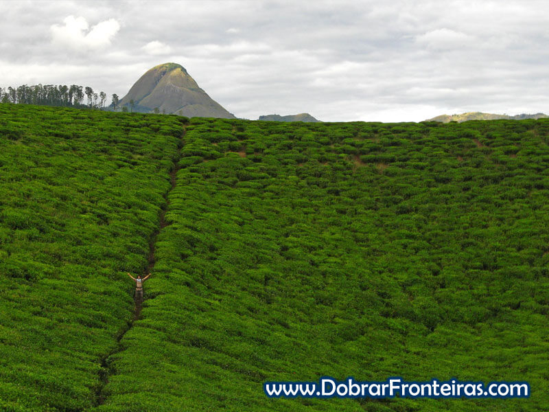 Campos de Chá de Gurué