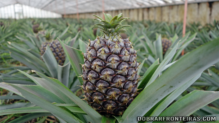 Ananás dos Açores na fase final de crescimento