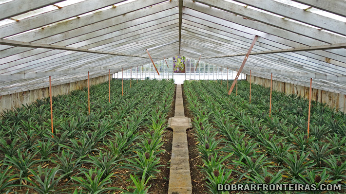 Interior das estufas de ananases na Fajã de Baixo, Açores