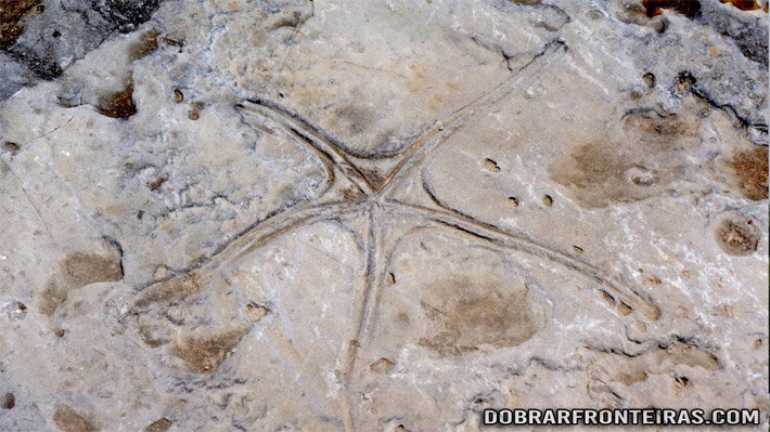 Fóssil na praia Jurássica de São Bento, Porto de Mós