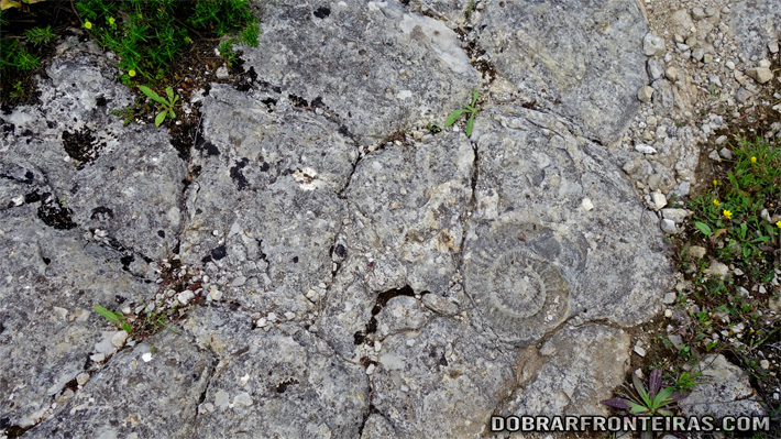 Fóssil de Amonite, no trilho próximo do Chão das Pias