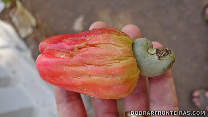 Fruta do caju, árvore muito abundante em Goa