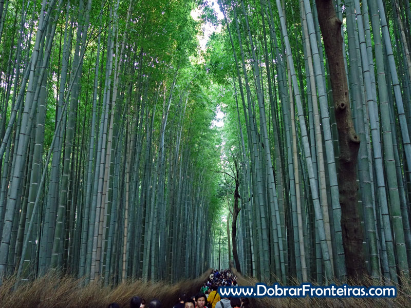 bamboo-quioto-1