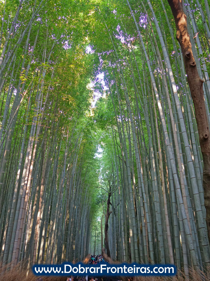 bamboo-quioto-2
