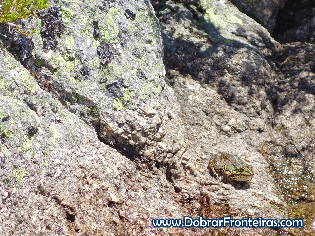 Rã lagoa serra da estrela