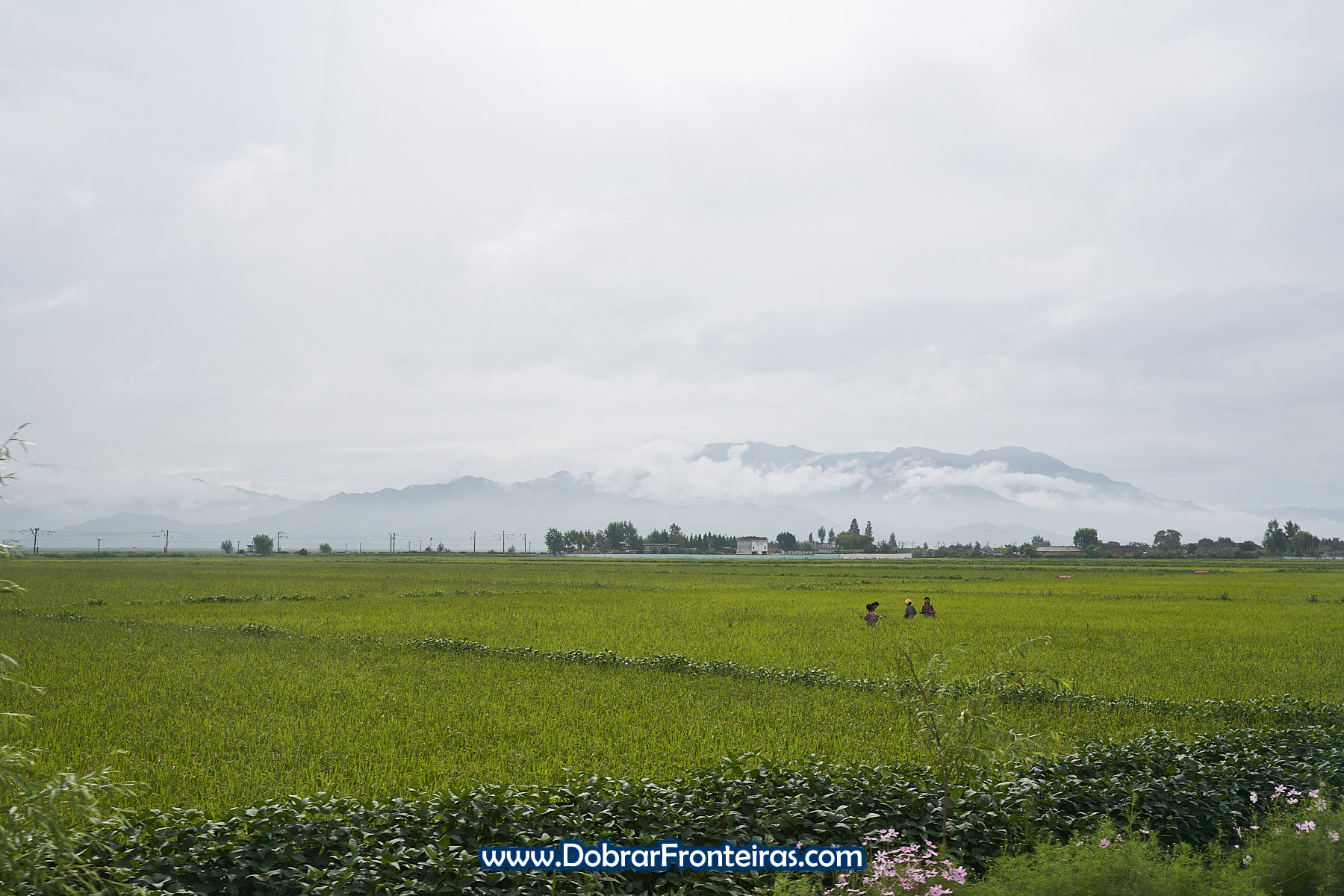 camponeses nos arrozais na Coreia do Norte