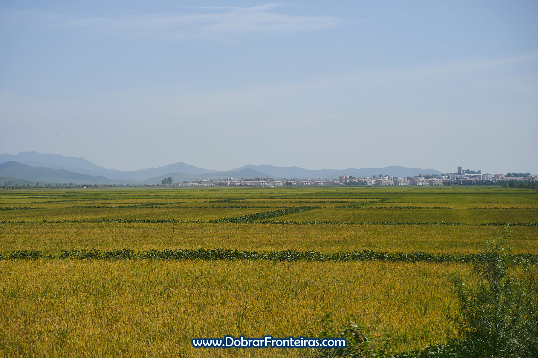 Campos de arroz e soja com montanhas ao fundo