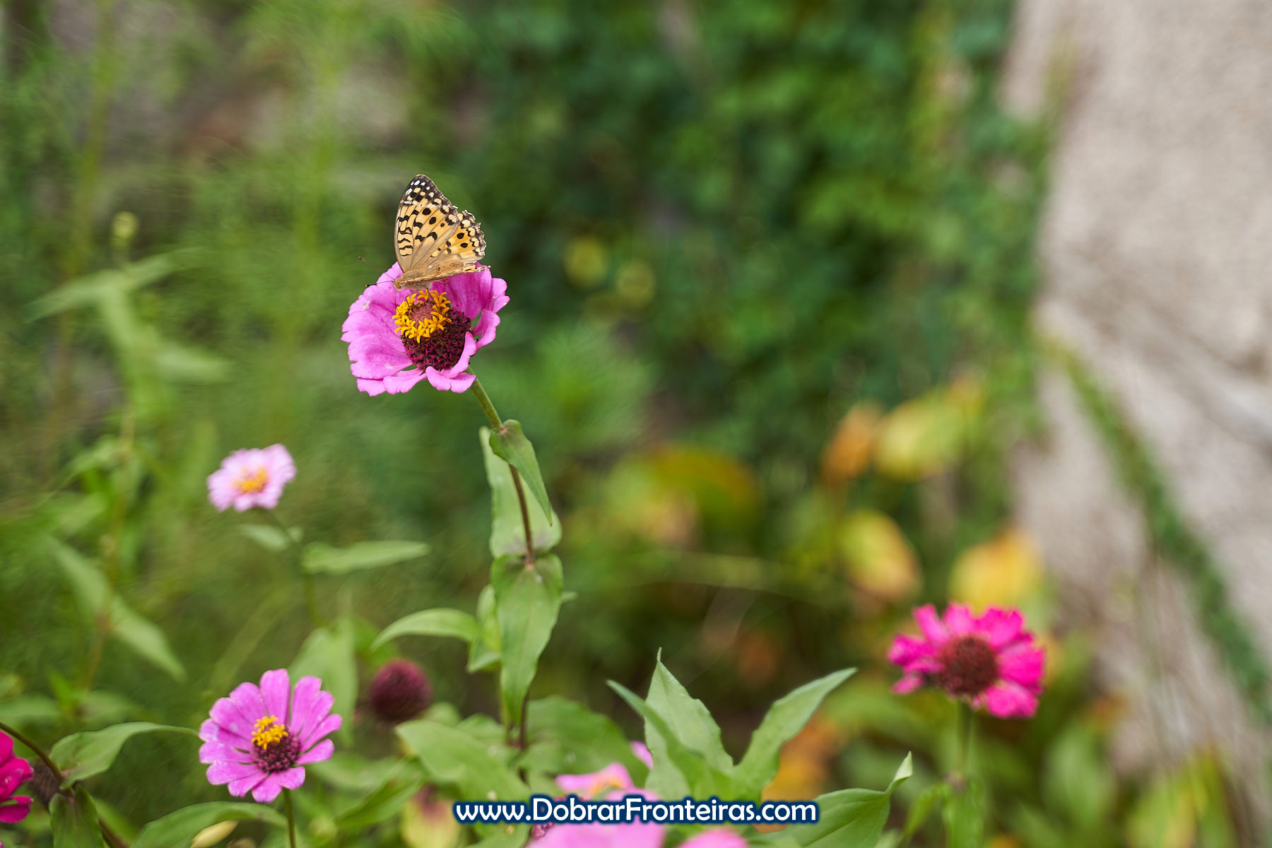 Borboleta em flor na Coreia do Norte