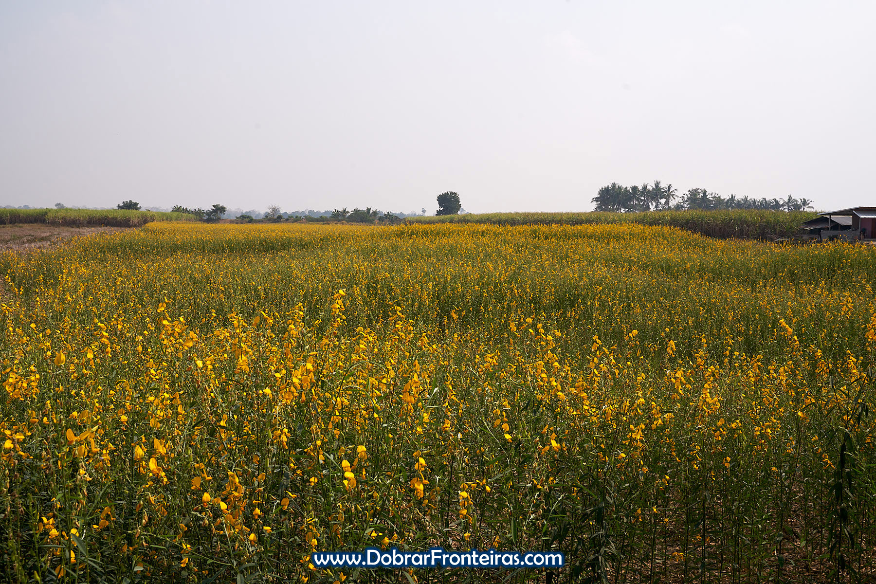 campo de flores amarelas de crotalaria na Tailandia