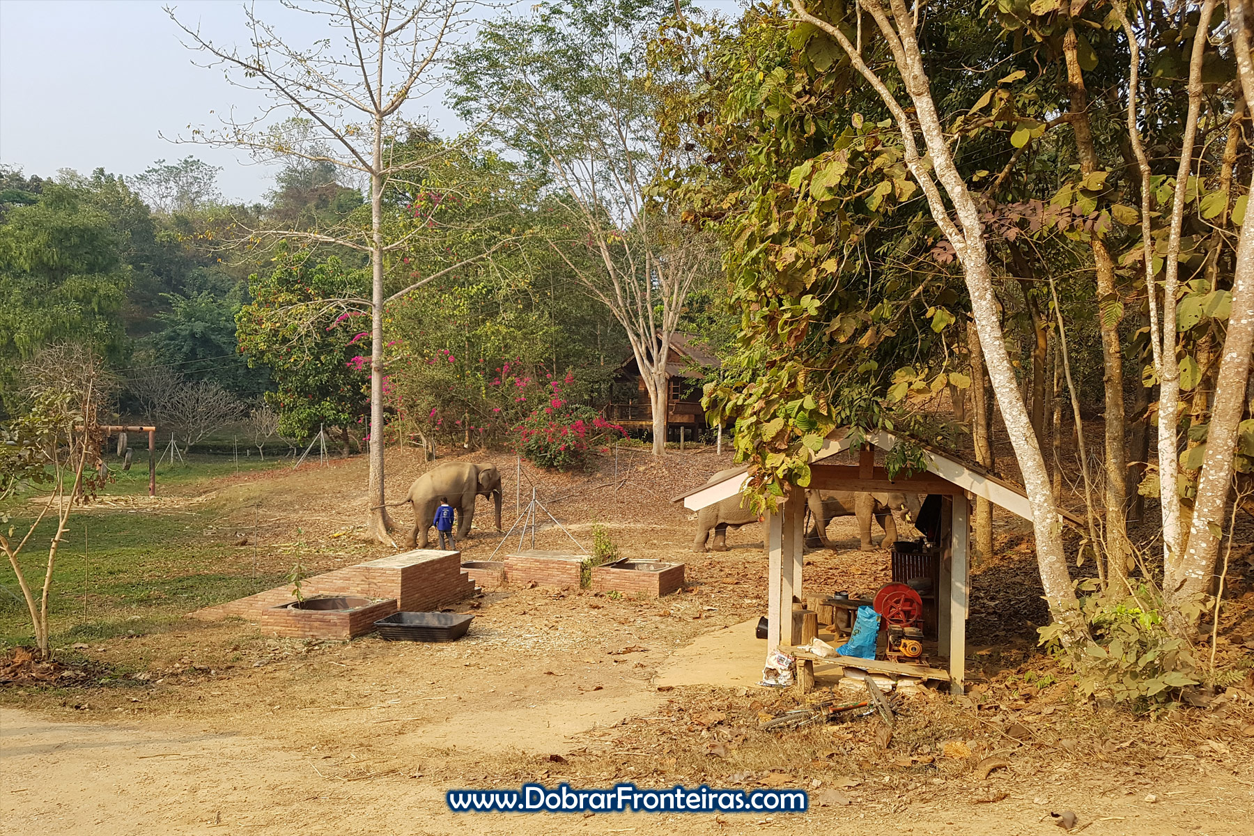 elefantes em santuário na Tailândia