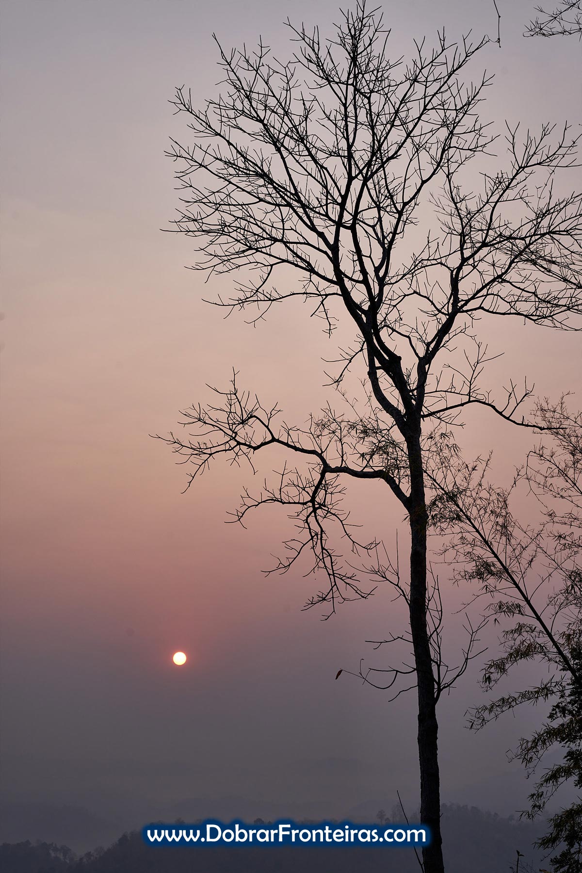 Nascer do sol com árvore