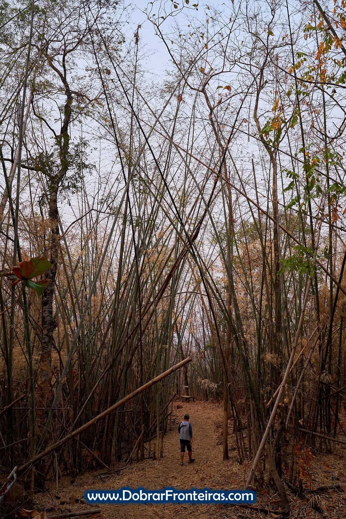 homem em floresta de bambu
