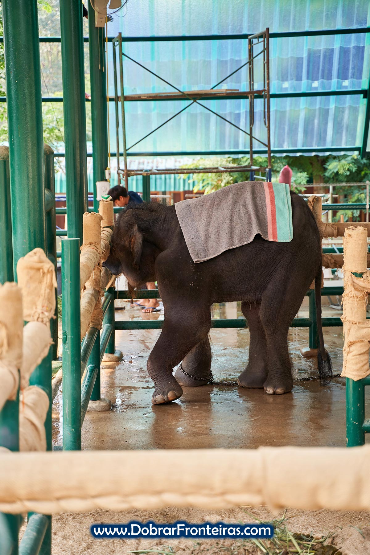 Elefante bebé com pata aleijada coberto com manta