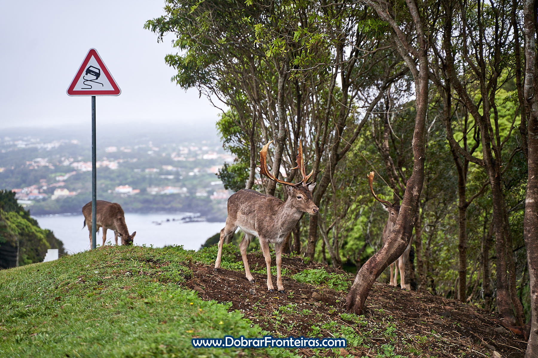 Gamos, veados, no Monte Brasil, Angra do Heroísmo