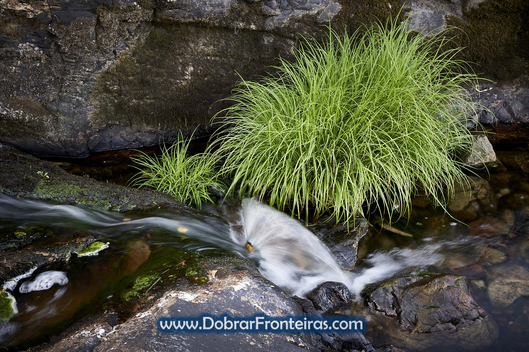 água em riacho com planta verde