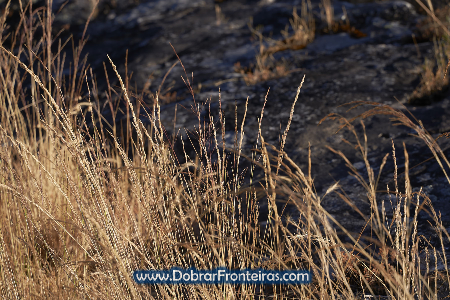 Ervas secas em tons dourados ao nascer do Sol