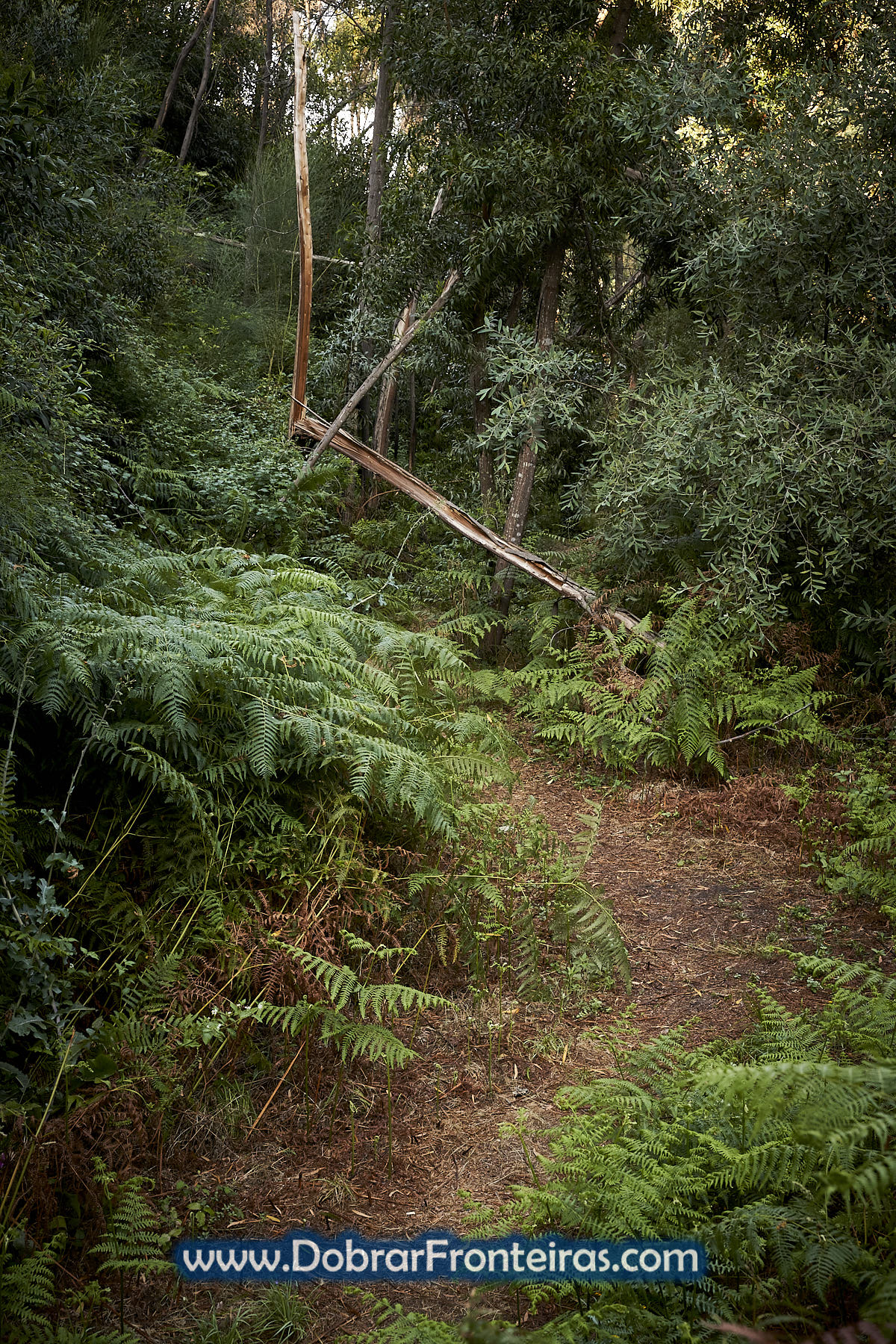 Trilho pedestre com vegetação