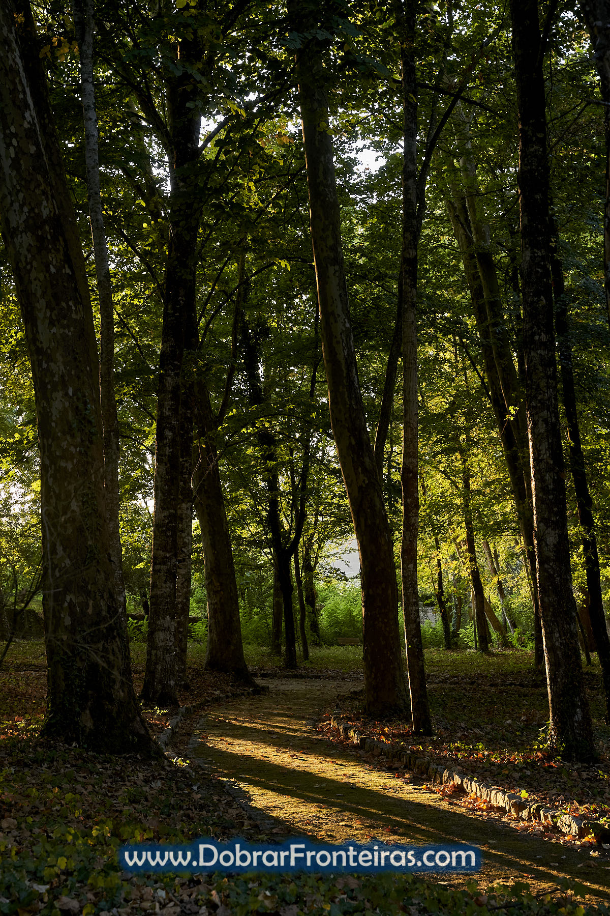 Sombra em árvores no jardim das termas de Melgaço