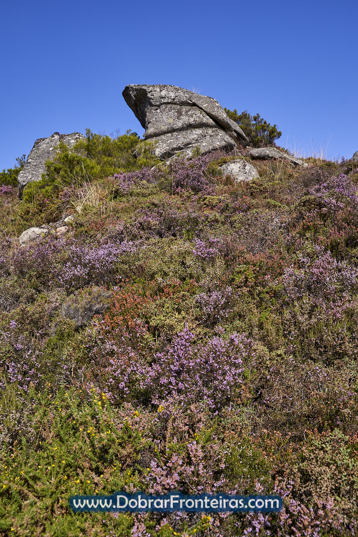 Plantas floridas na serra da Peneda Gerês