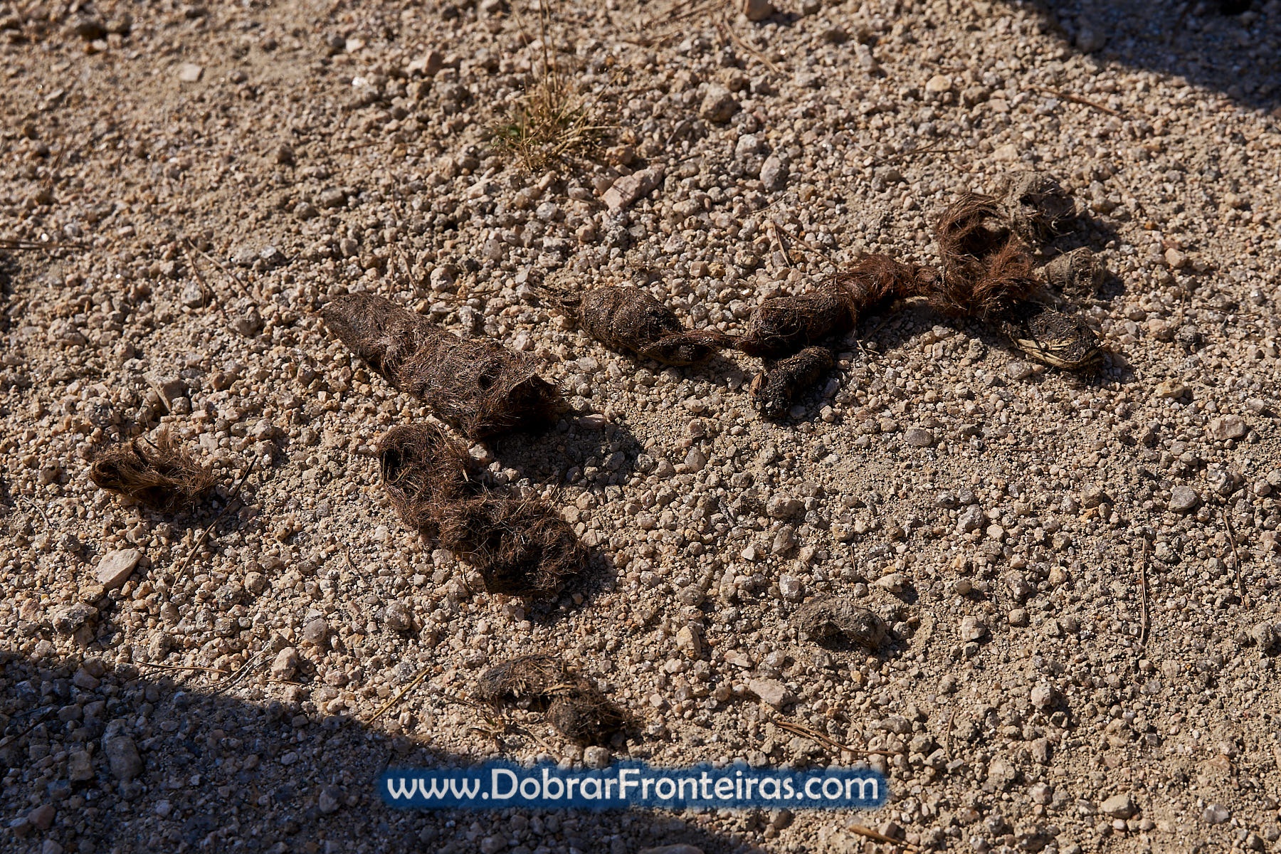 Excrementos de lobo nas serras da Peneda Gerês
