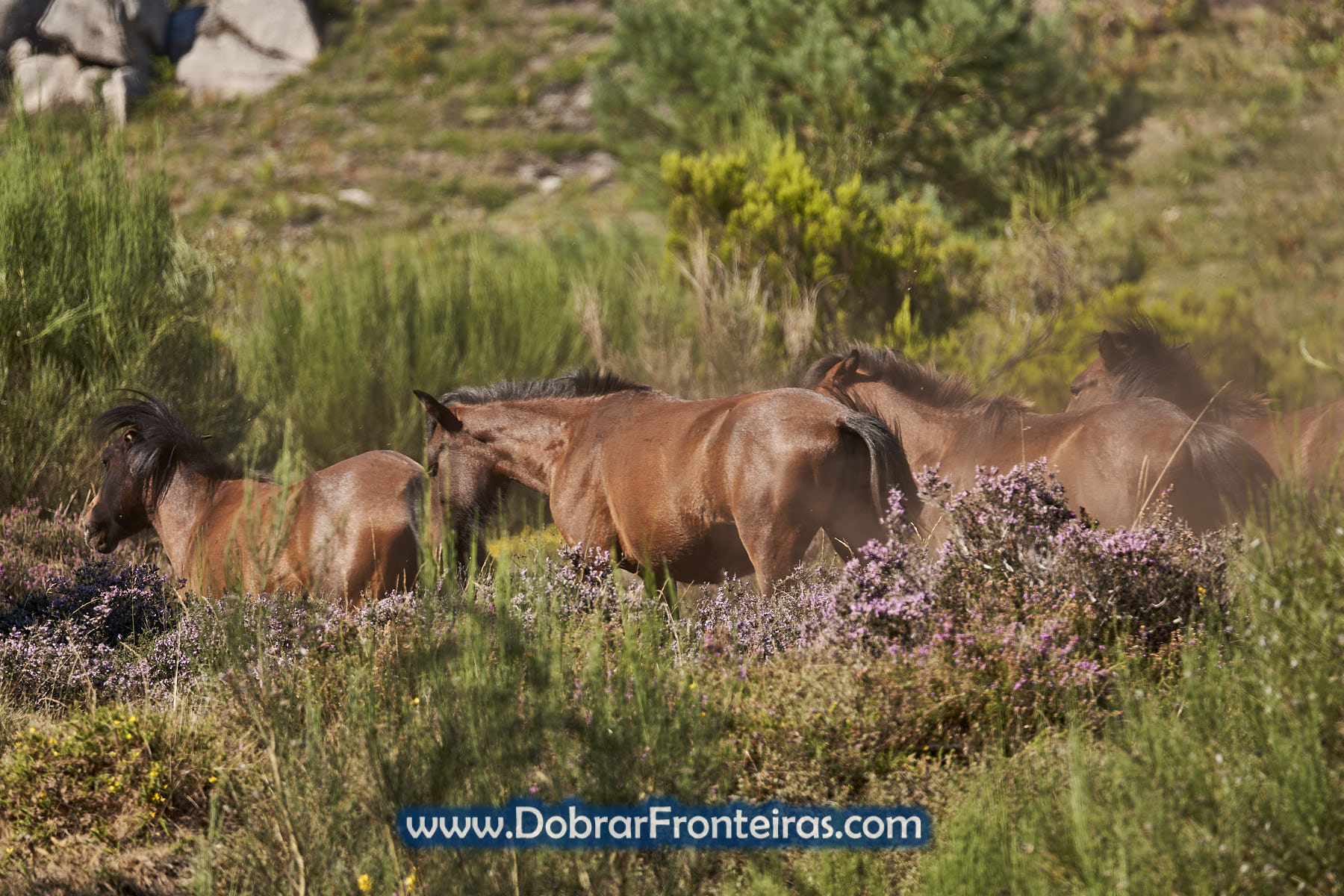 Cavalos Garranos livres nas serras da Peneda Gerês