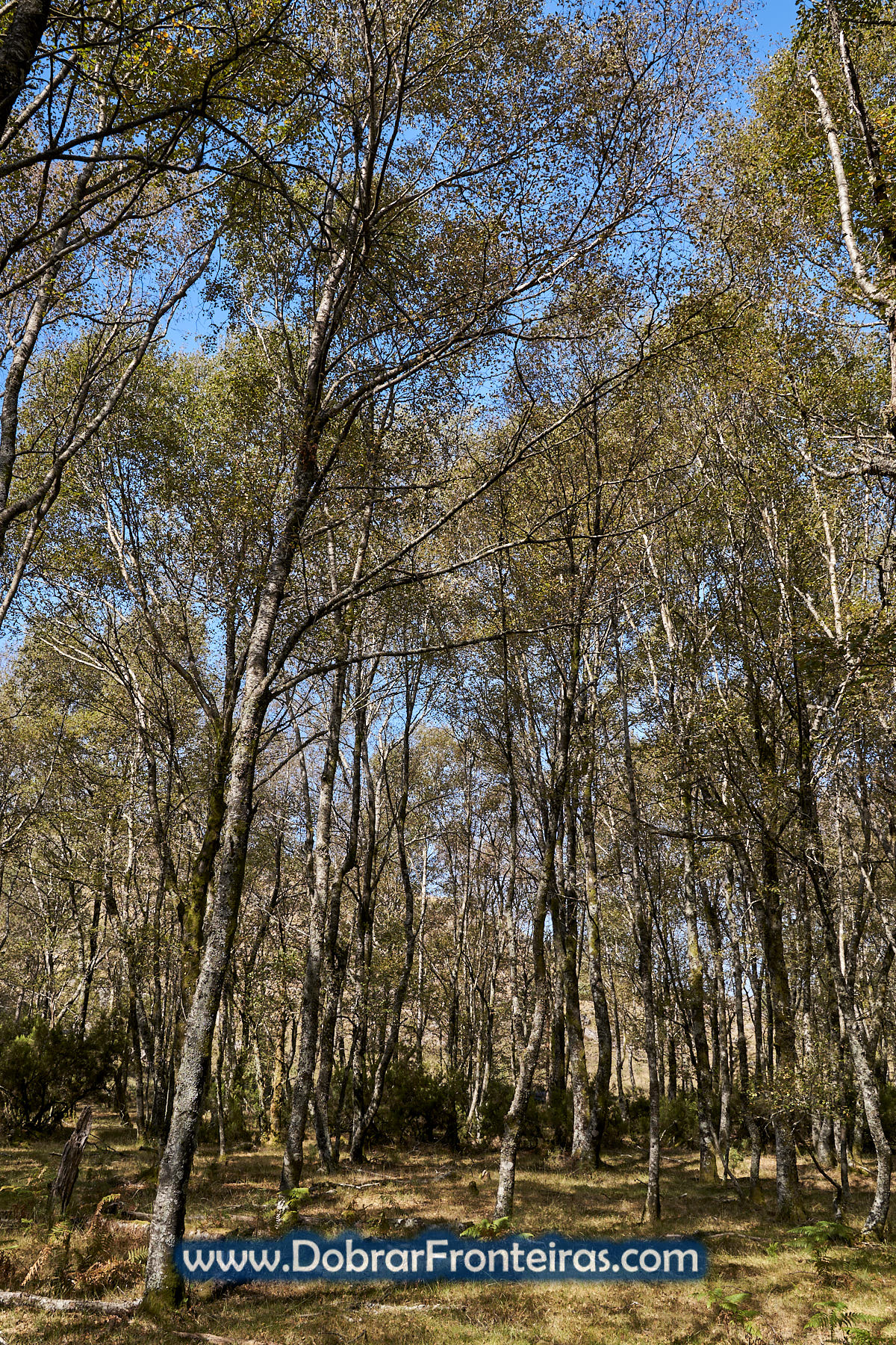 Bosque na serra da Peneda Gerês