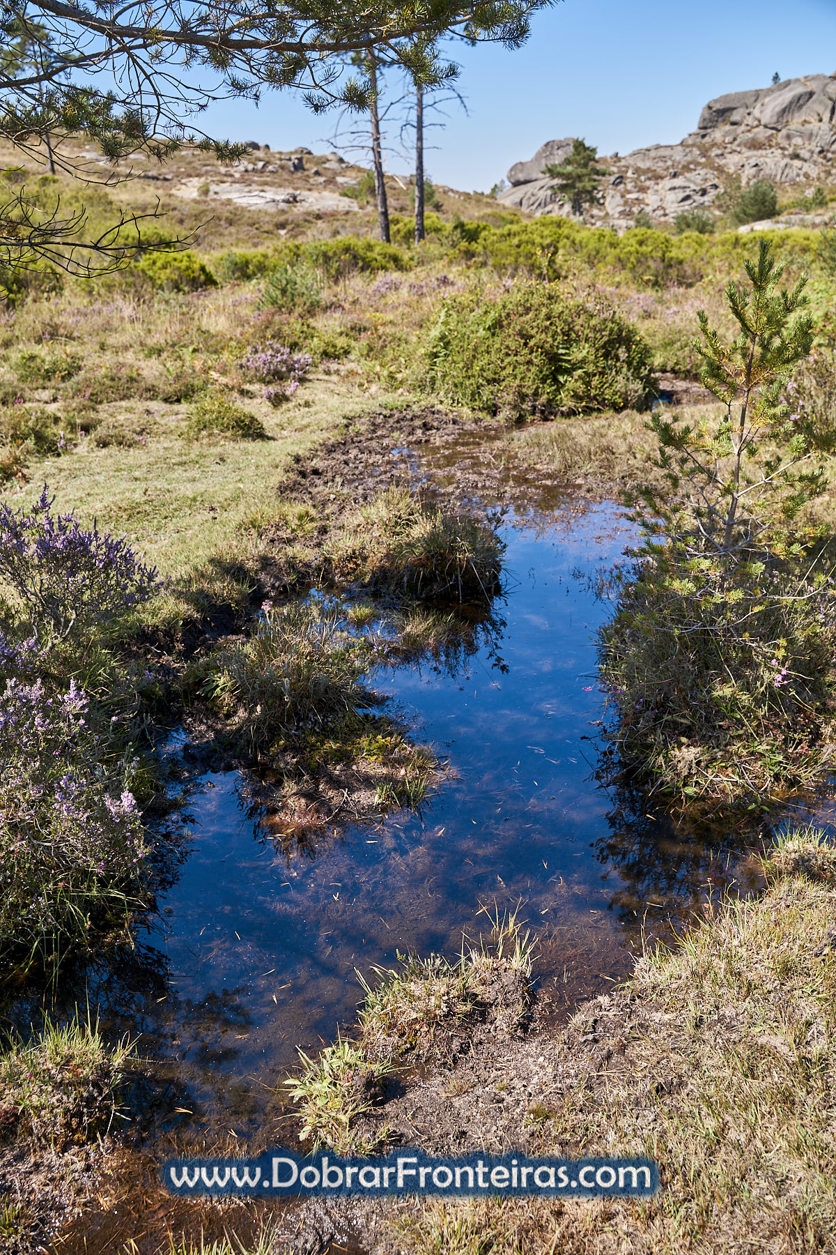 Trufeiras na serra da Peneda Gerês