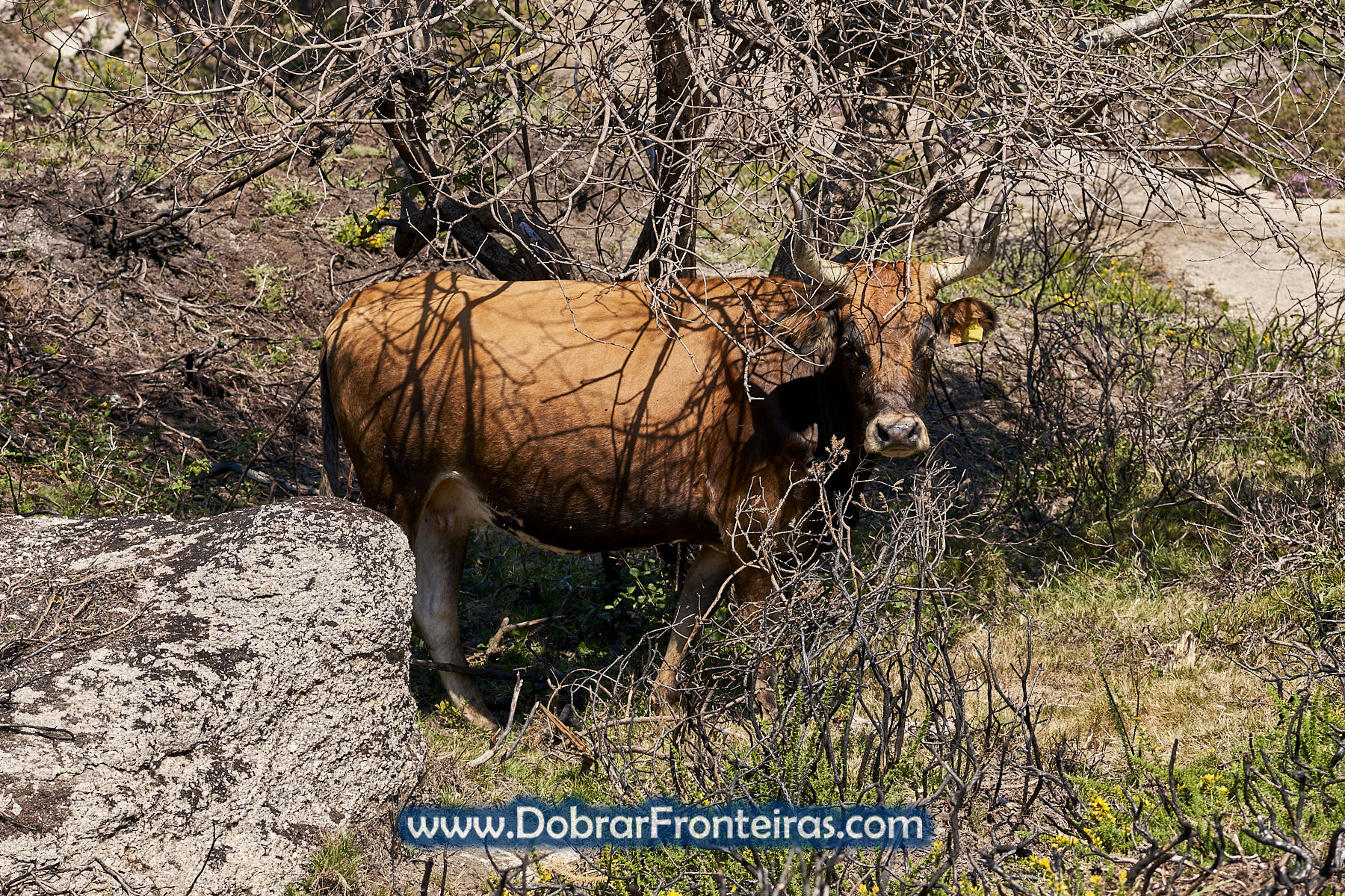 vaca cachena em Castro Laboreiro, serra da Peneda Gerês