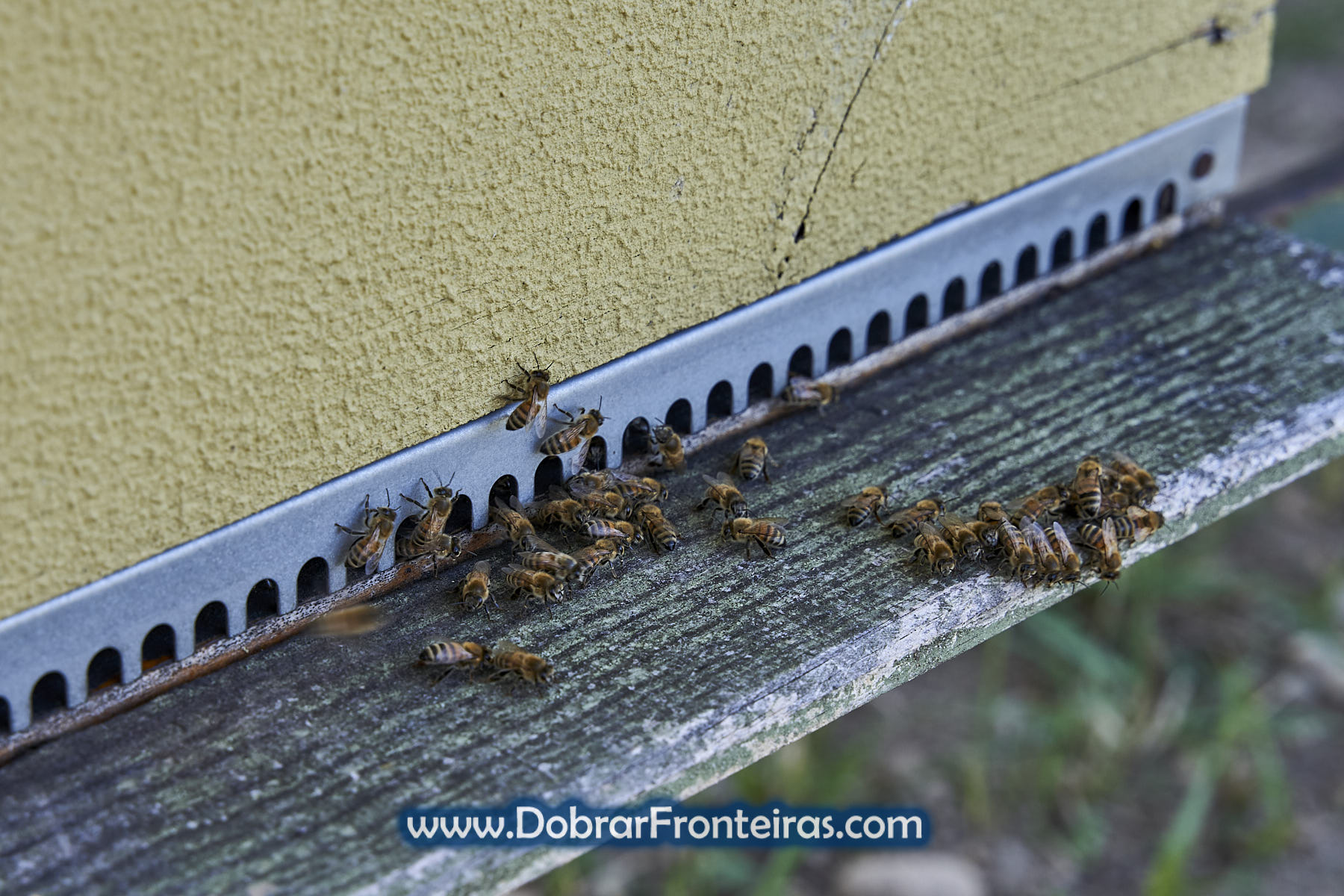 Abelhas mansas de Buckfast em Melgaço
