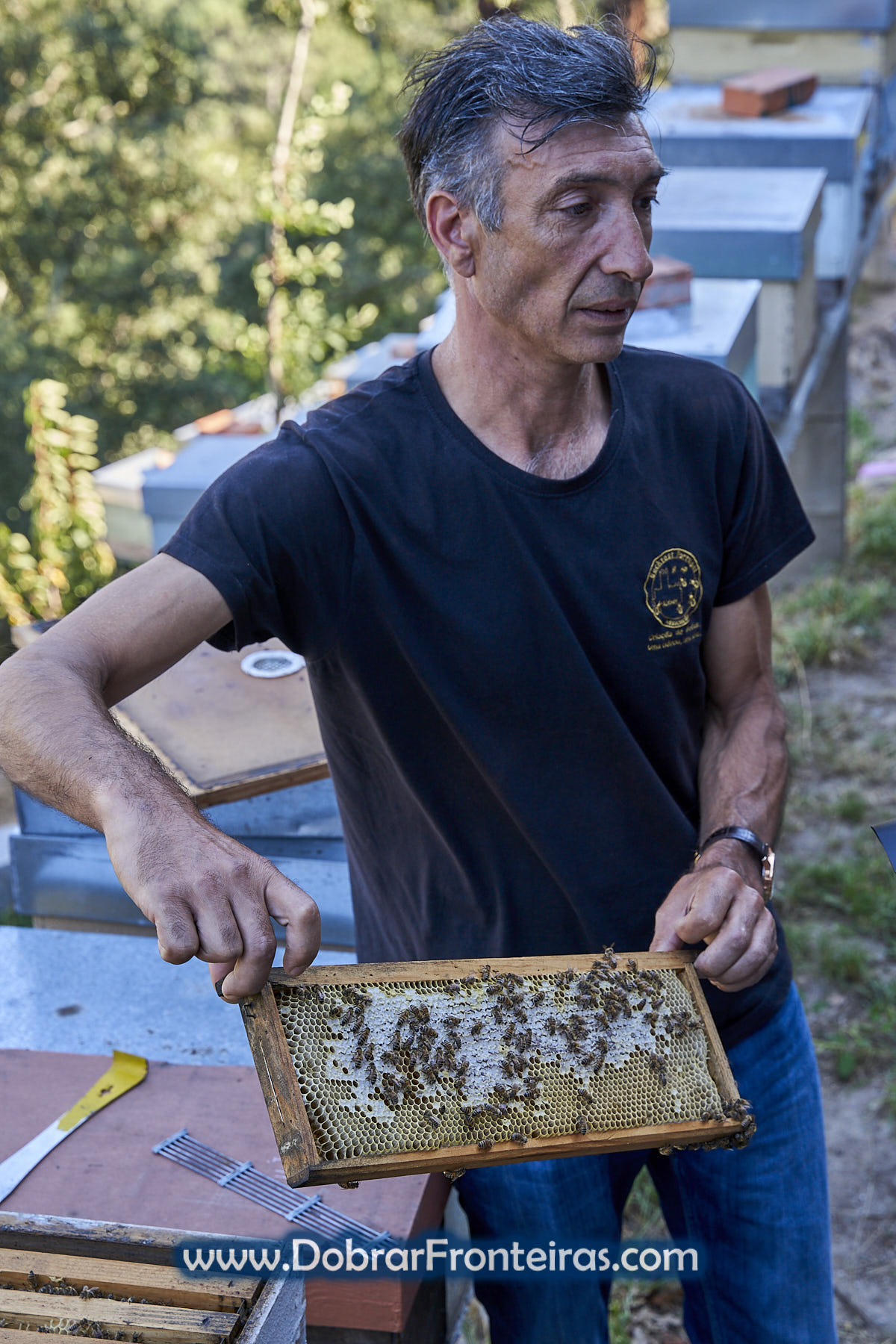 Abelhas mansas de Buckfast em Melgaço