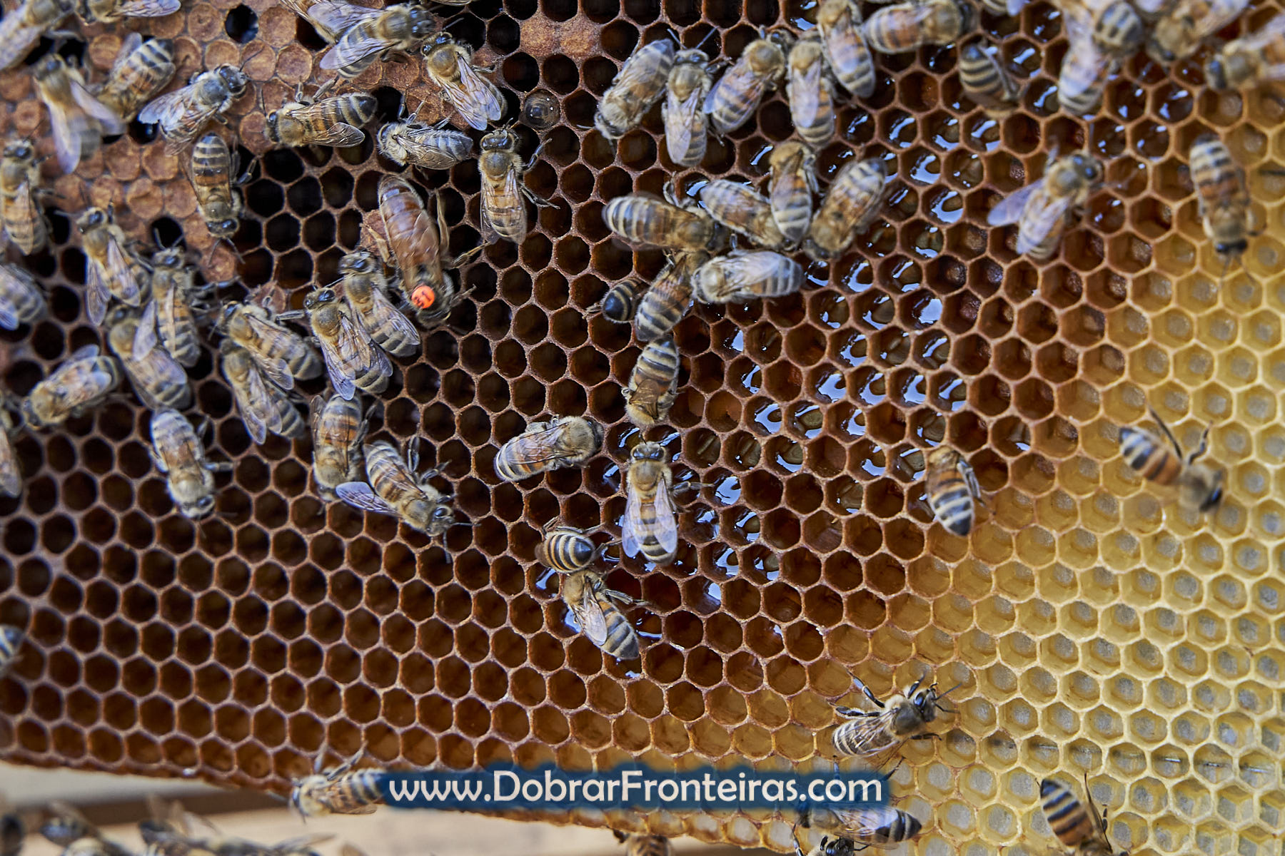 Favos de mel com abelhas e rainha Buckfast