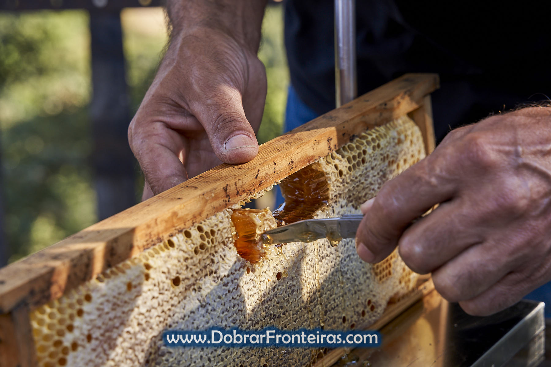 Cortar favo de Mel