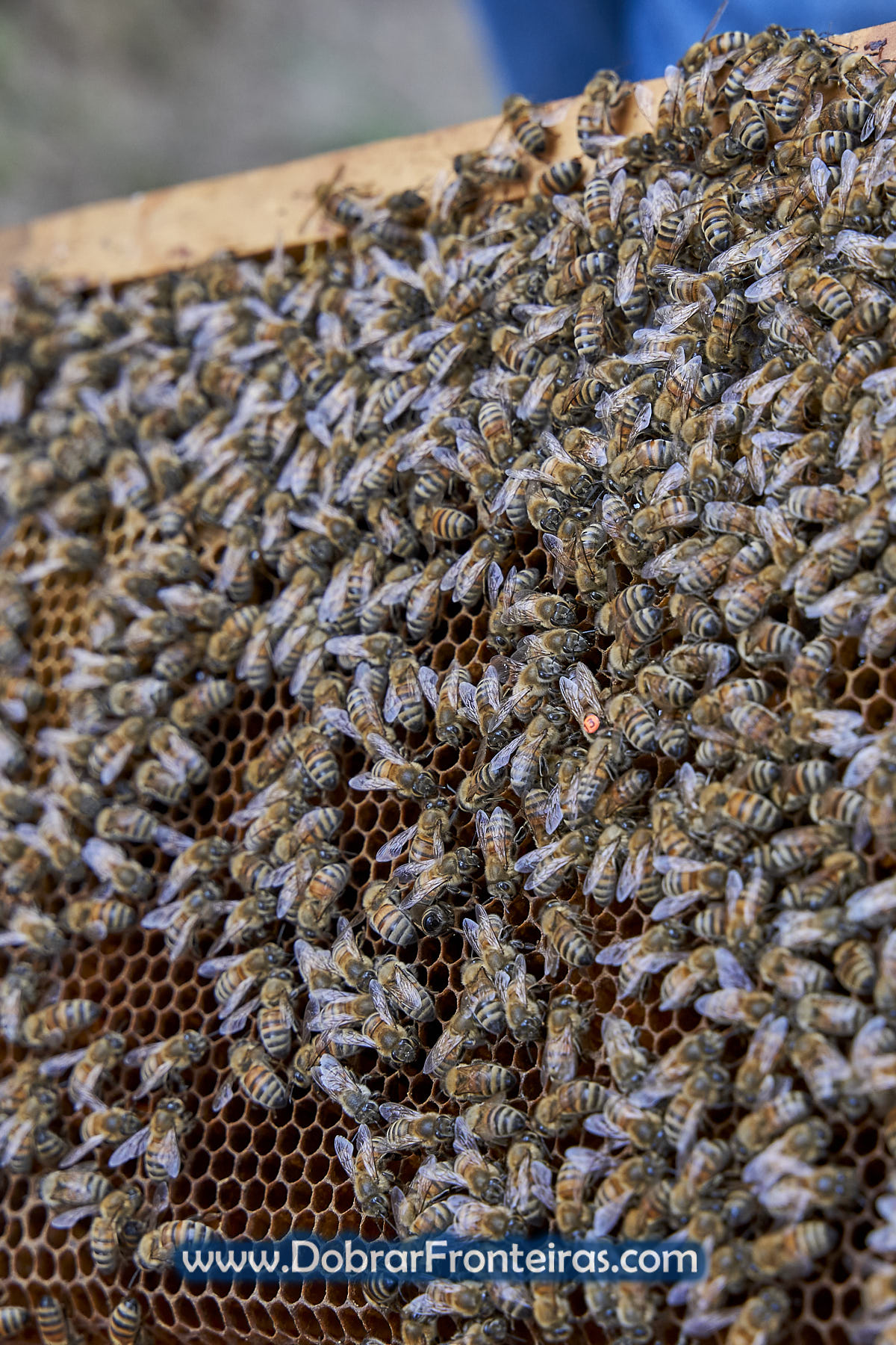 Favos de mel com abelhas e rainha Buckfast