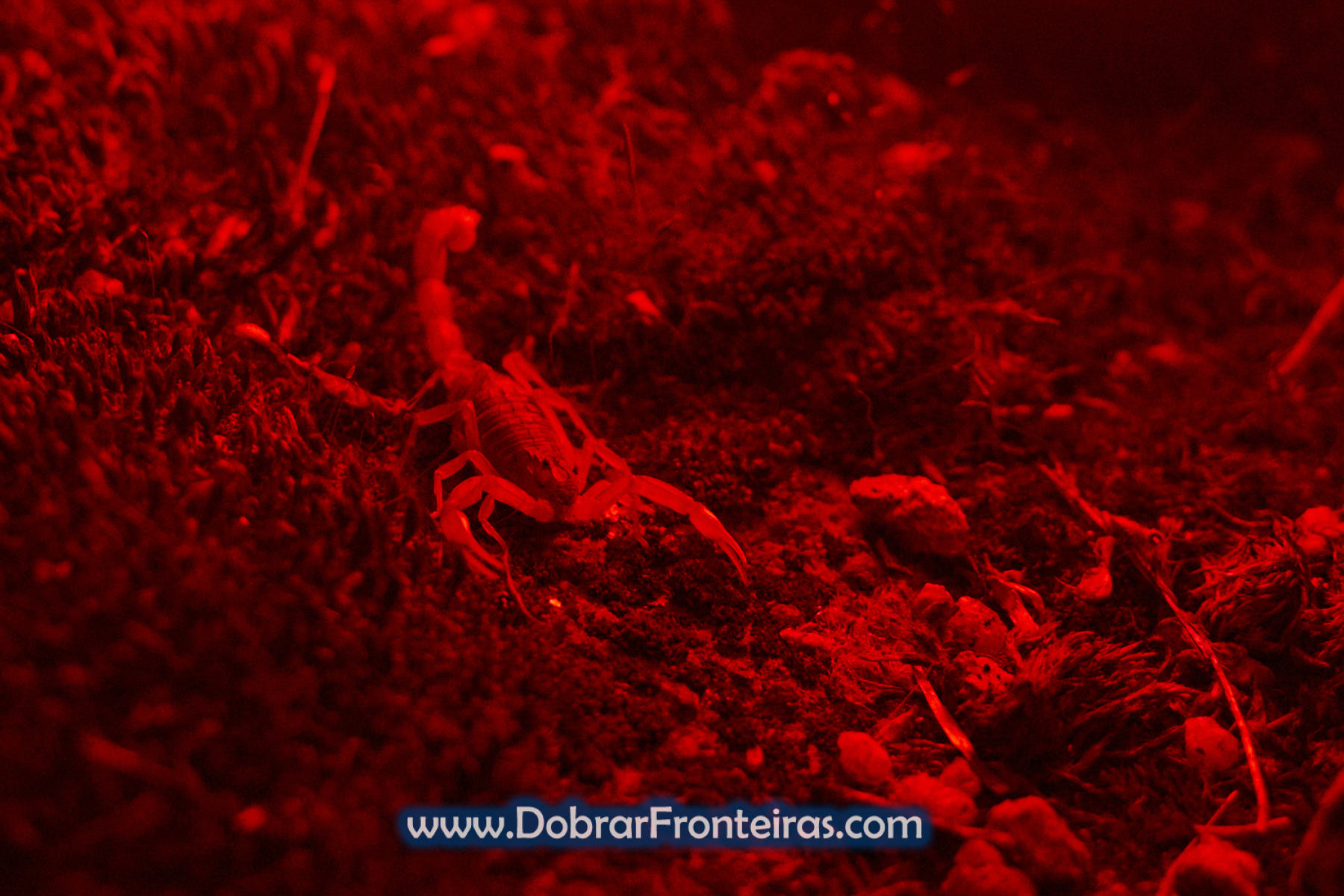 escorpião no vale do Tua