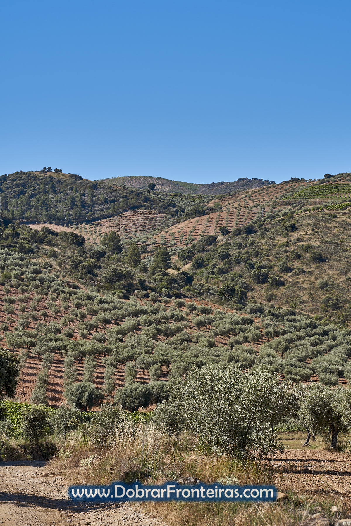Paisagem agrícola com oliveiras e vinha